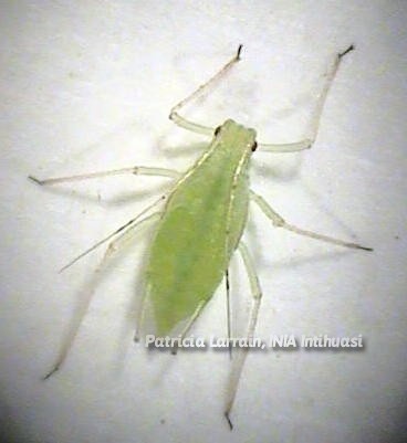 Plagas Insectiles - Hemíptera y Díptera