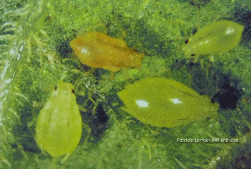 Plagas Insectiles - Hemíptera y Díptera