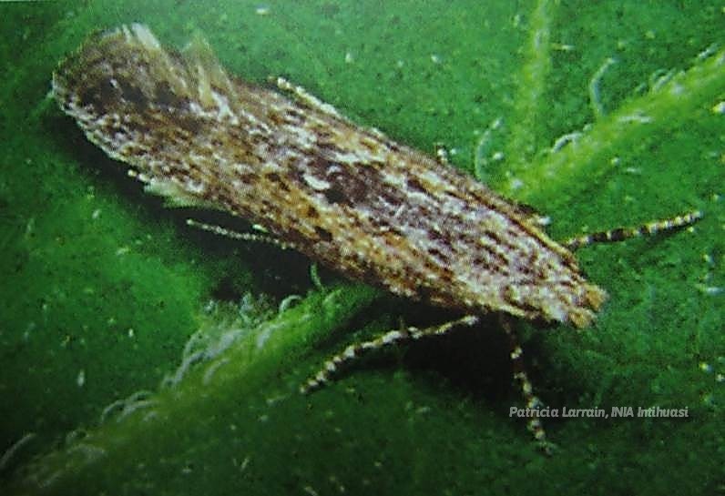Plagas Insectiles - Lepidóptera