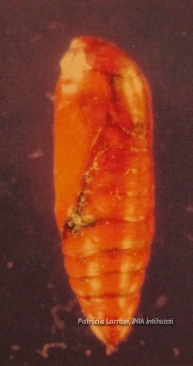 Plagas Insectiles - Lepidóptera